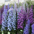 dsc00050