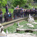 05-London_Zoo